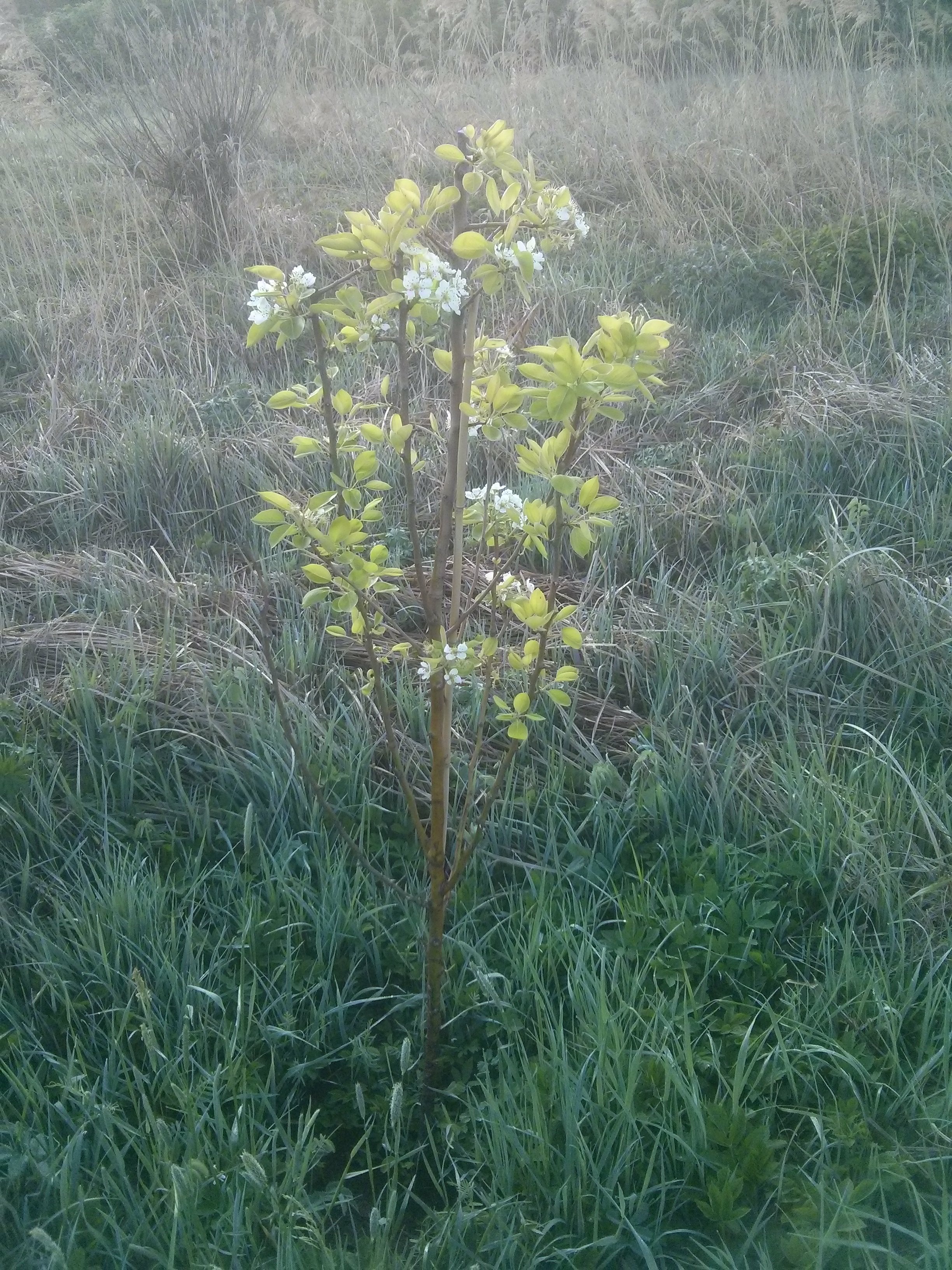 Pear Tree